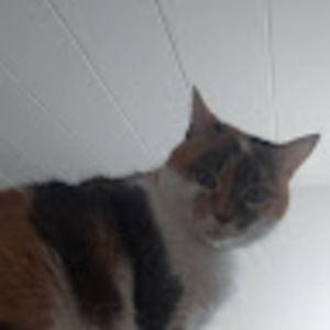 Meet your Posher, Cheresse